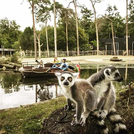 Prachtig In De Bossen *