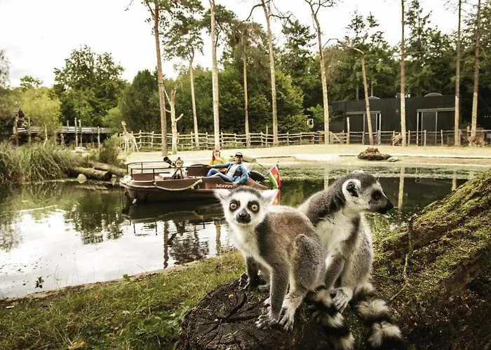 Prachtig In De Bossen *